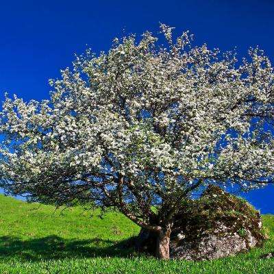 皇家88手机app下载